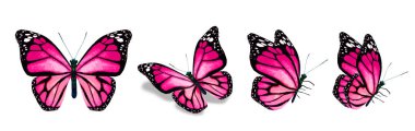 Color monarch butterflies, isolated on the white background