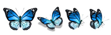 Color monarch butterflies, isolated on the white background