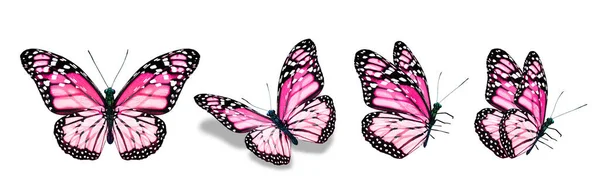 Color Monarch Butterflies Isolated White Background —  Fotos de Stock