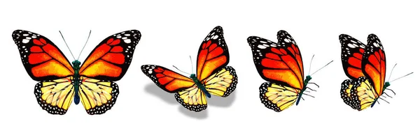 Color Monarch Butterflies Isolated White Background — Stock Photo, Image