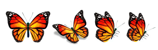 Color Monarch Butterflies Isolated White Background — Stok Foto