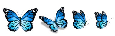 Color monarch butterflies, isolated on the white background