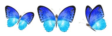 Color watercolor butterfly , isolated on the white background. Set