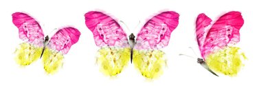 Color watercolor butterfly , isolated on the white background. Set