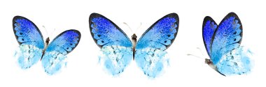 Color watercolor butterfly , isolated on the white background. Set