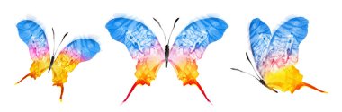 Color watercolor butterfly , isolated on the white background. Set