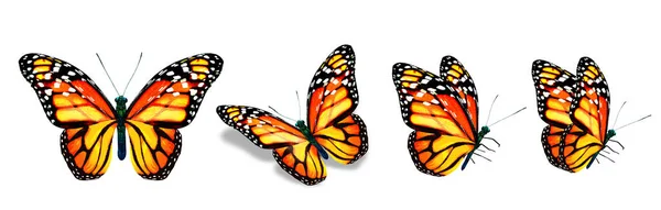 色彩艳丽的帝王蝶 在白色的背景上被隔离 — 图库照片