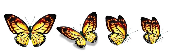 Color Monarch Butterflies Isolated White Background —  Fotos de Stock