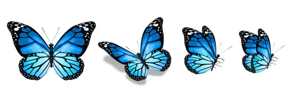 色彩艳丽的帝王蝶 在白色的背景上被隔离 — 图库照片