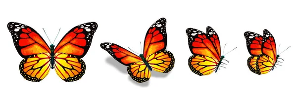 Color Monarch Butterflies Isolated White Background — Stockfoto
