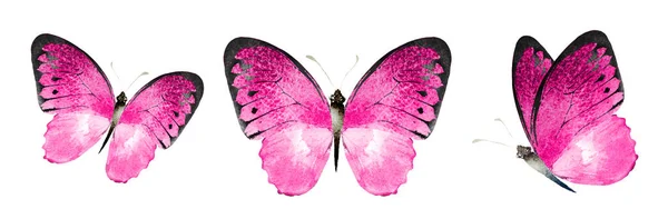 彩色水彩蝴蝶 孤立在白色背景上 — 图库照片