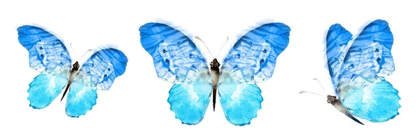 Color Watercolor Butterfly Isolated White Background Set — Foto Stock