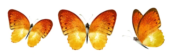 白い背景に隔離された色の水彩蝶 セット — ストック写真