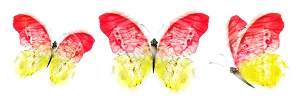 Цвет Бабочки Акварели Изолированные Белом Фоне Набор — стоковое фото