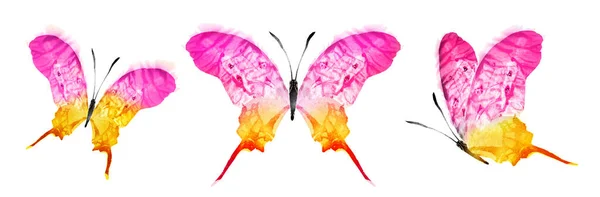 Color Watercolor Butterfly Isolated White Background Set — Stockfoto