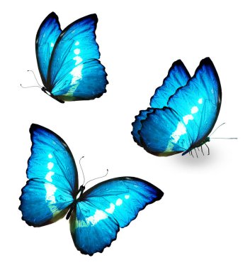 Two color Morpho butterfly, isolated on the white background