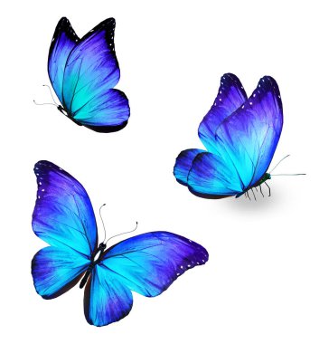 Color Morpho butterflies, isolated on the white background