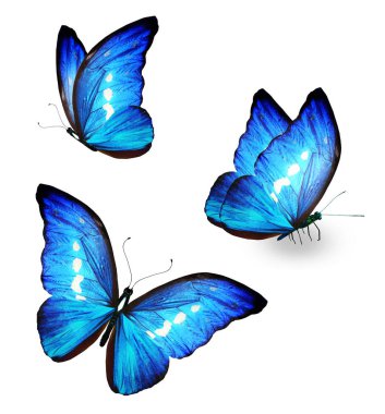 Color Morpho butterflies, isolated on the white background
