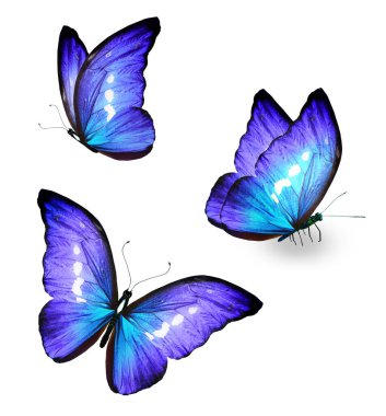 Color Morpho butterflies, isolated on the white background