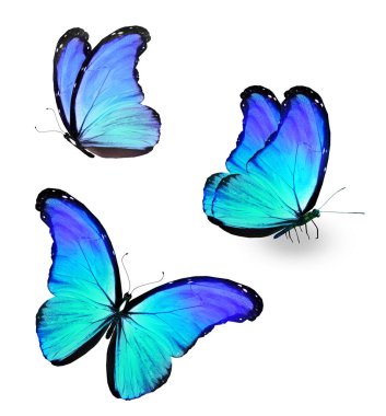 Color Morpho butterflies, isolated on the white background