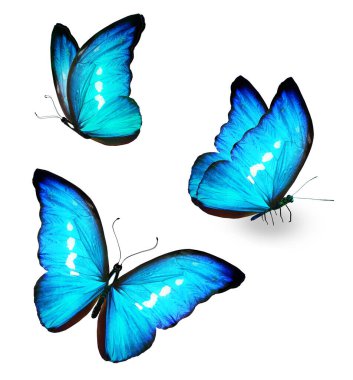 Color Morpho butterflies, isolated on the white background
