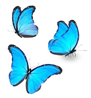 Color Morpho butterflies, isolated on the white background