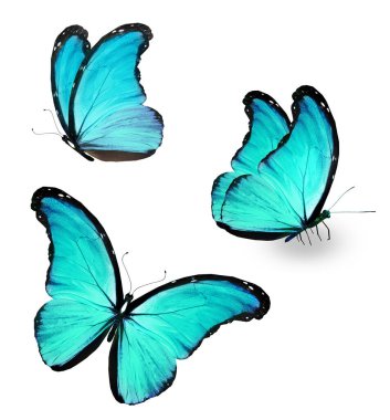Color Morpho butterflies, isolated on the white background