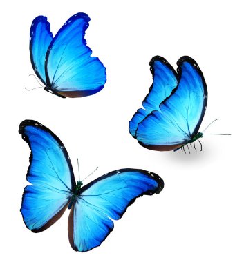 Color Morpho butterflies, isolated on the white background
