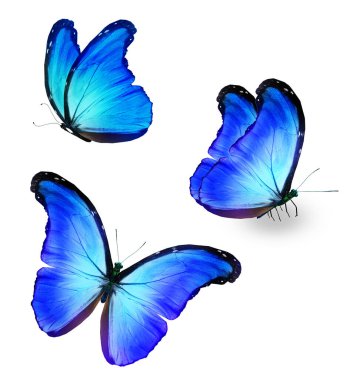 Color Morpho butterflies, isolated on the white background
