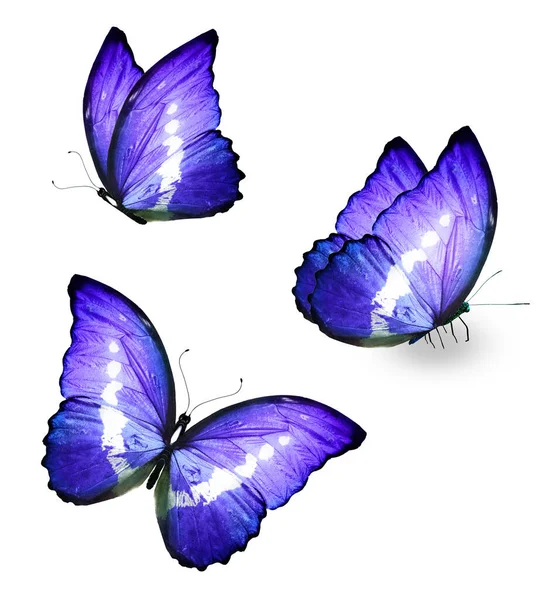 Two Color Morpho Butterfly Isolated White Background — Stock Photo, Image