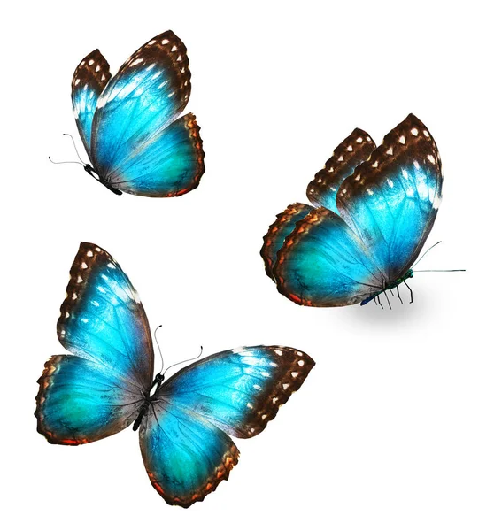 Two Color Morpho Butterfly Isolated White Background — Stok fotoğraf