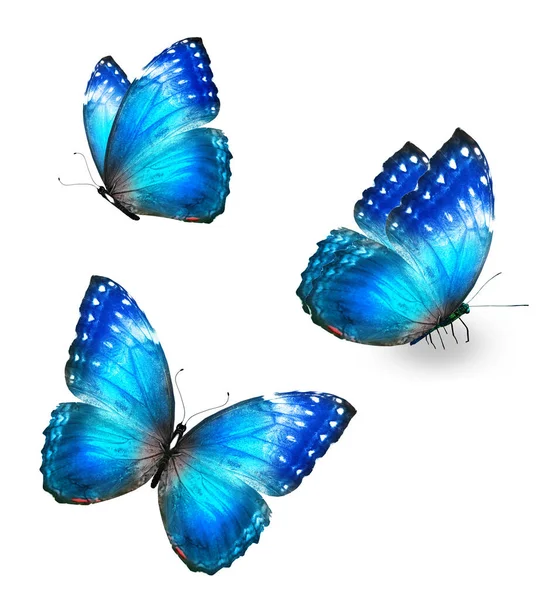 Двухцветная Бабочка Морфо Изолированная Белом Фоне — стоковое фото