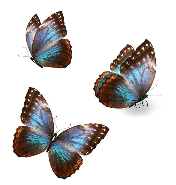 Two Color Morpho Butterfly Isolated White Background — Stockfoto