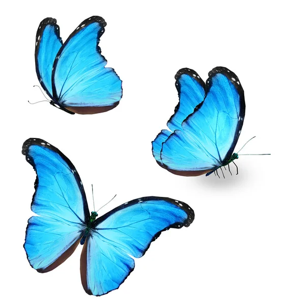 Color Morpho Butterflies Isolated White Background — Zdjęcie stockowe