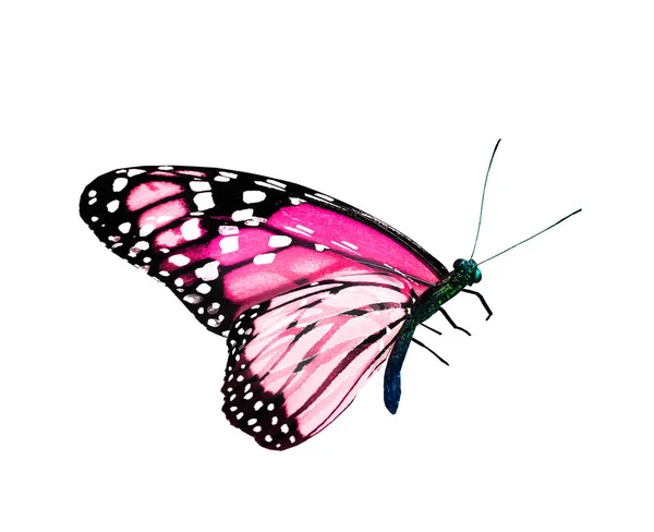 Цветная Бабочка Монарха Изолированная Белом Фоне — стоковое фото