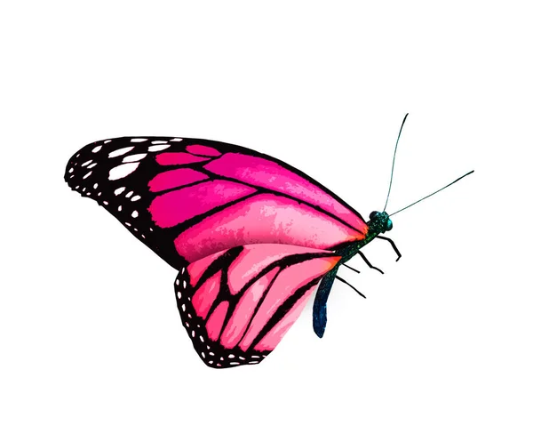 白の背景に隔離された色の君主蝶 — ストック写真