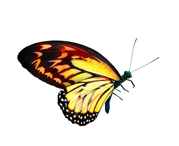 Papillon Monarque Couleur Isolé Sur Fond Blanc — Photo
