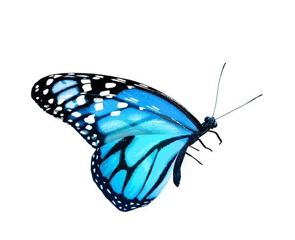 Färg Monark Fjäril Isolerad Den Vita Bakgrunden — Stockfoto