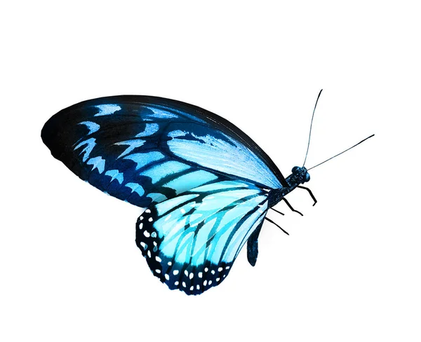 Цветная Бабочка Монарха Изолированная Белом Фоне — стоковое фото