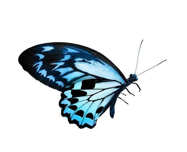 Kolor Monarcha Motyl Izolowane Białym Tle — Zdjęcie stockowe
