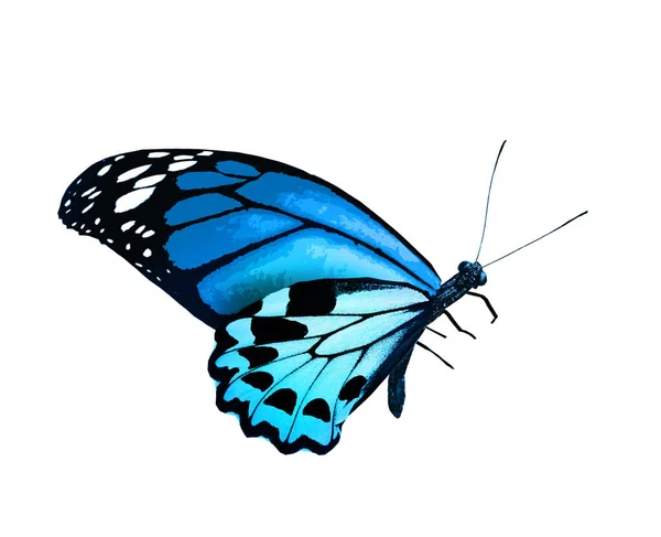 Kolor Monarcha Motyl Izolowane Białym Tle — Zdjęcie stockowe