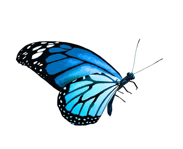 色彩艳丽的帝王蝴蝶 在白色的背景上与世隔绝 — 图库照片
