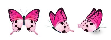 Color monarch butterflies, isolated on the white background