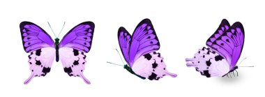 Color monarch butterflies, isolated on the white background