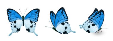 Color monarch butterflies, isolated on the white background
