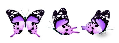 Color monarch butterflies, isolated on the white background