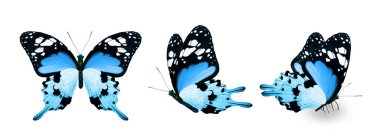 Color monarch butterflies, isolated on the white background