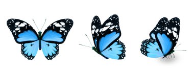 Color monarch butterflies, isolated on the white background