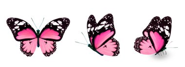 Color monarch butterflies, isolated on the white background