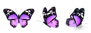 Color monarch butterflies, isolated on the white background